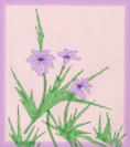 purpleflowers33.jpg